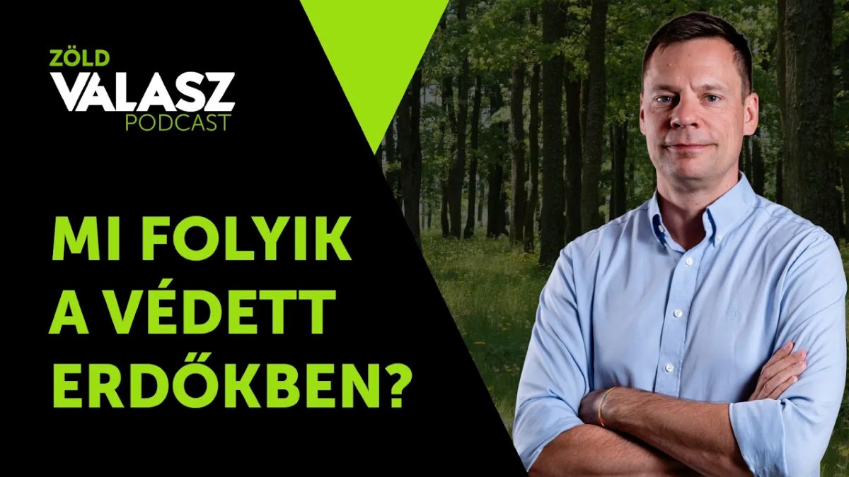 A legértékesebb erdeinket is bármikor kivághatják – ezért kell változtatni a régi szabályokon [ZöldVálasz #41]